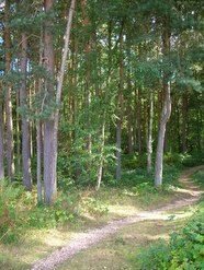 Sep 2013: 3D pine plantation